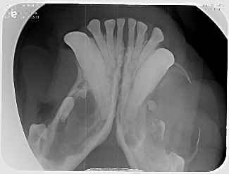 Advanced periodontal x-ray