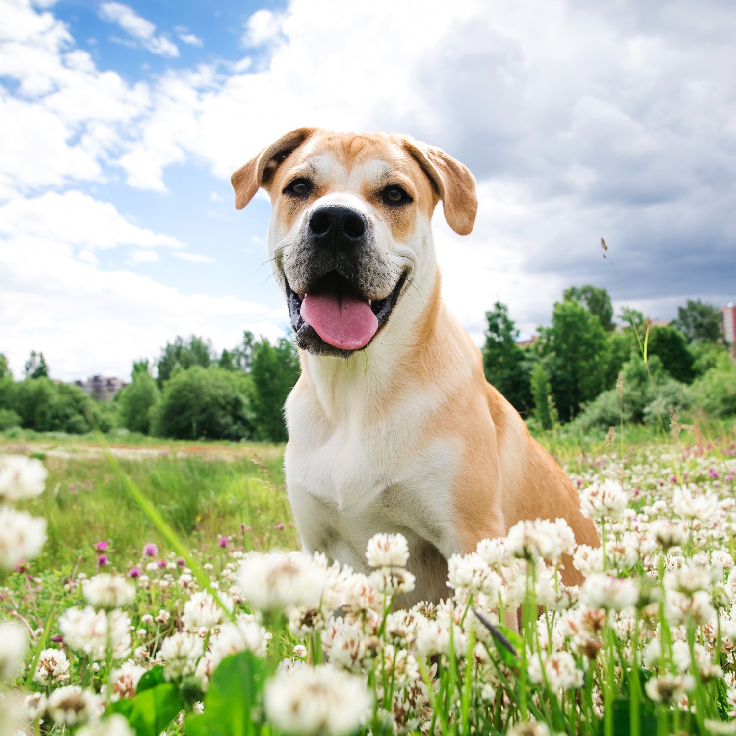 Dog in a field of flowers on a sunny day