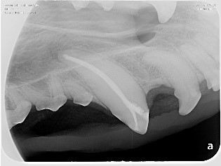 Endodontics