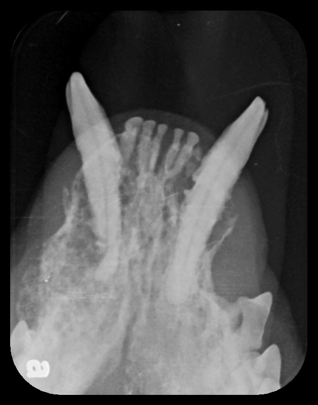 X-ray of Dog Mouth