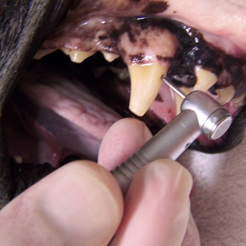Testing a dog tooth with a dental tool