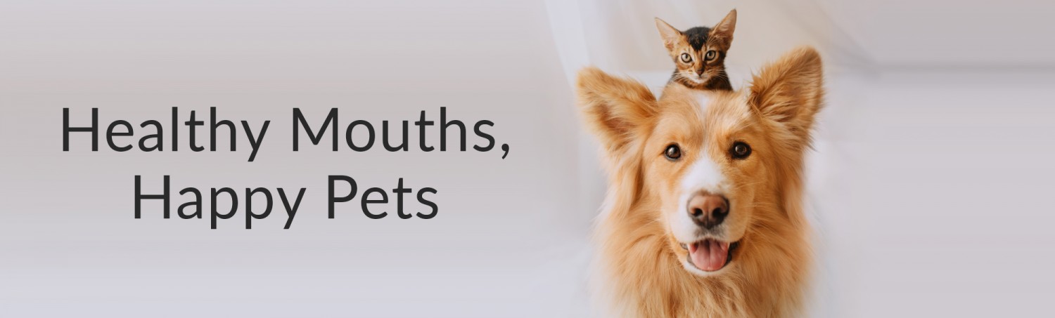 Healthy Mouths Happy Pets - Cat sitting on Dogs Head - Animal Dental Clinic of PIttsburgh